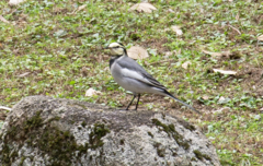 Motacilla alba