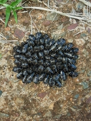 Cartoblatta pulchra