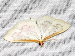 Hodebertia testalis