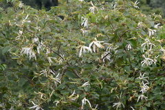 Bauhinia forficata