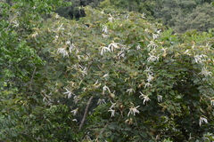 Bauhinia forficata