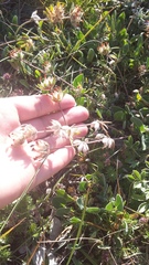 Anthyllis vulneraria boissieri