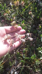 Anthyllis vulneraria boissieri