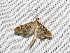Dolicharthria lanceolalis