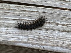 Hemileuca maia