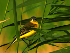 Motacilla flava