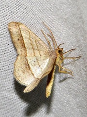 Chiasmia normata