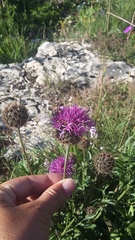 Centaurea scabiosa alpestris