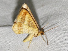 Chiasmia normata