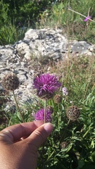 Centaurea scabiosa alpestris