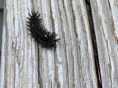 Hemileuca maia