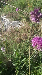 Centaurea scabiosa alpestris