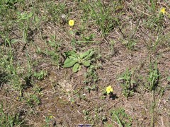 Helianthemum ledifolium