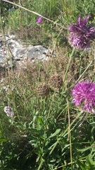 Centaurea scabiosa alpestris