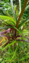 Codiaeum variegatum