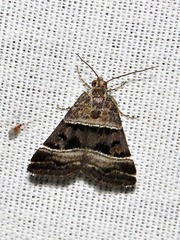 Eulocastra hypotaenia