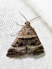 Eulocastra hypotaenia