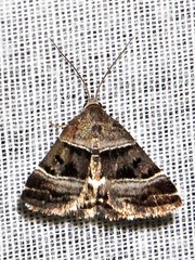 Eulocastra hypotaenia