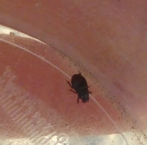Brindalus