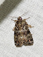 Callopistria latreillei