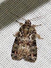 Callopistria latreillei