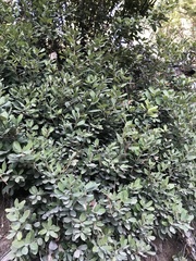 Notholithocarpus densiflorus echinoides