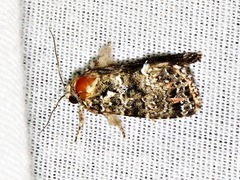 Callopistria latreillei