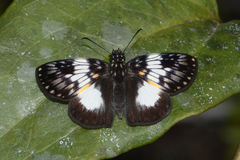 Potamanaxas latrea