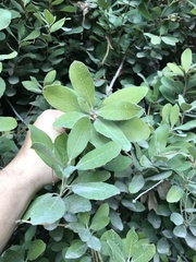 Notholithocarpus densiflorus echinoides