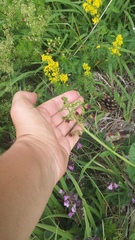 Scrophularia scopolii