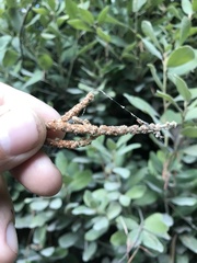 Notholithocarpus densiflorus echinoides