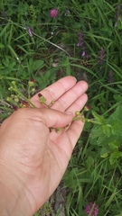 Scrophularia scopolii