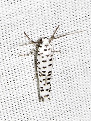 Yponomeuta strigillatus