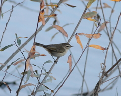 Phylloscopus sindianus lorenzii