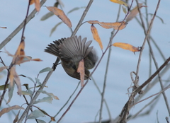 Phylloscopus sindianus lorenzii