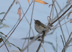 Phylloscopus sindianus lorenzii