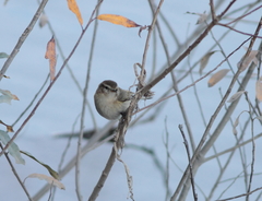 Phylloscopus sindianus lorenzii