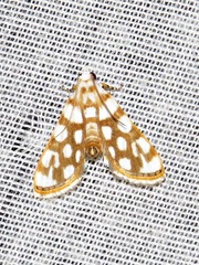 Obtusipalpis pardalis