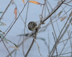 Phylloscopus sindianus lorenzii