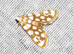 Obtusipalpis pardalis