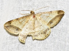 Chiasmia suriens