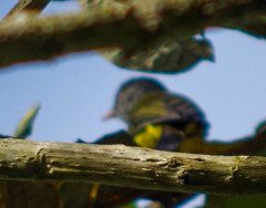 Cnemoscopus rubrirostris