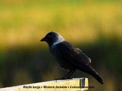 Corvus monedula