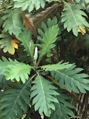 Bocconia frutescens