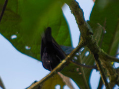 Conirostrum albifrons