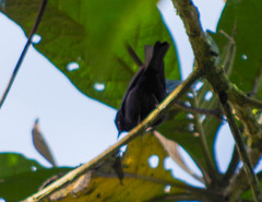 Conirostrum albifrons