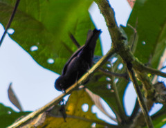 Conirostrum albifrons