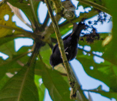 Conirostrum albifrons