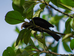 Conirostrum albifrons