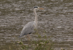 Ardea cinerea